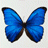 blossysmum's Avatar