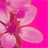 youngbeliever's Avatar