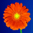 Darby Cat's Avatar