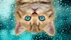 Rachael's Avatar